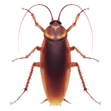 cockroach