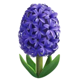 hyacinth