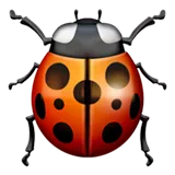 lady beetle