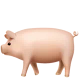pig