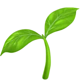 seedling
