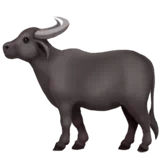 water buffalo