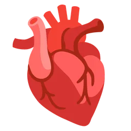 anatomical heart