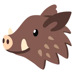 boar