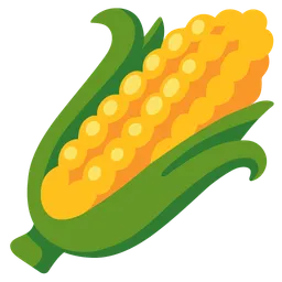 ear of corn