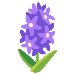 hyacinth