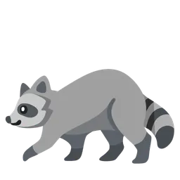 raccoon