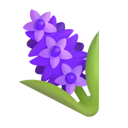 hyacinth