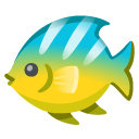 tropical fish
