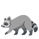 raccoon