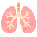 lungs