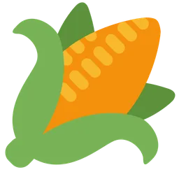 ear of corn