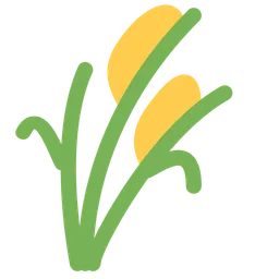 sheaf of rice
